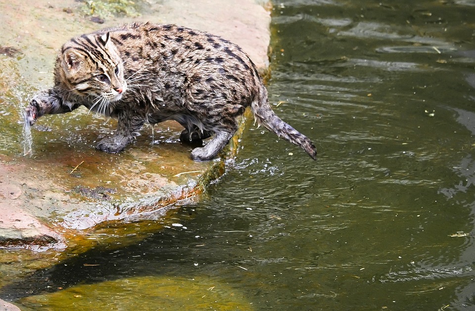 ペット 水嫌いの猫 お風呂させる方法は